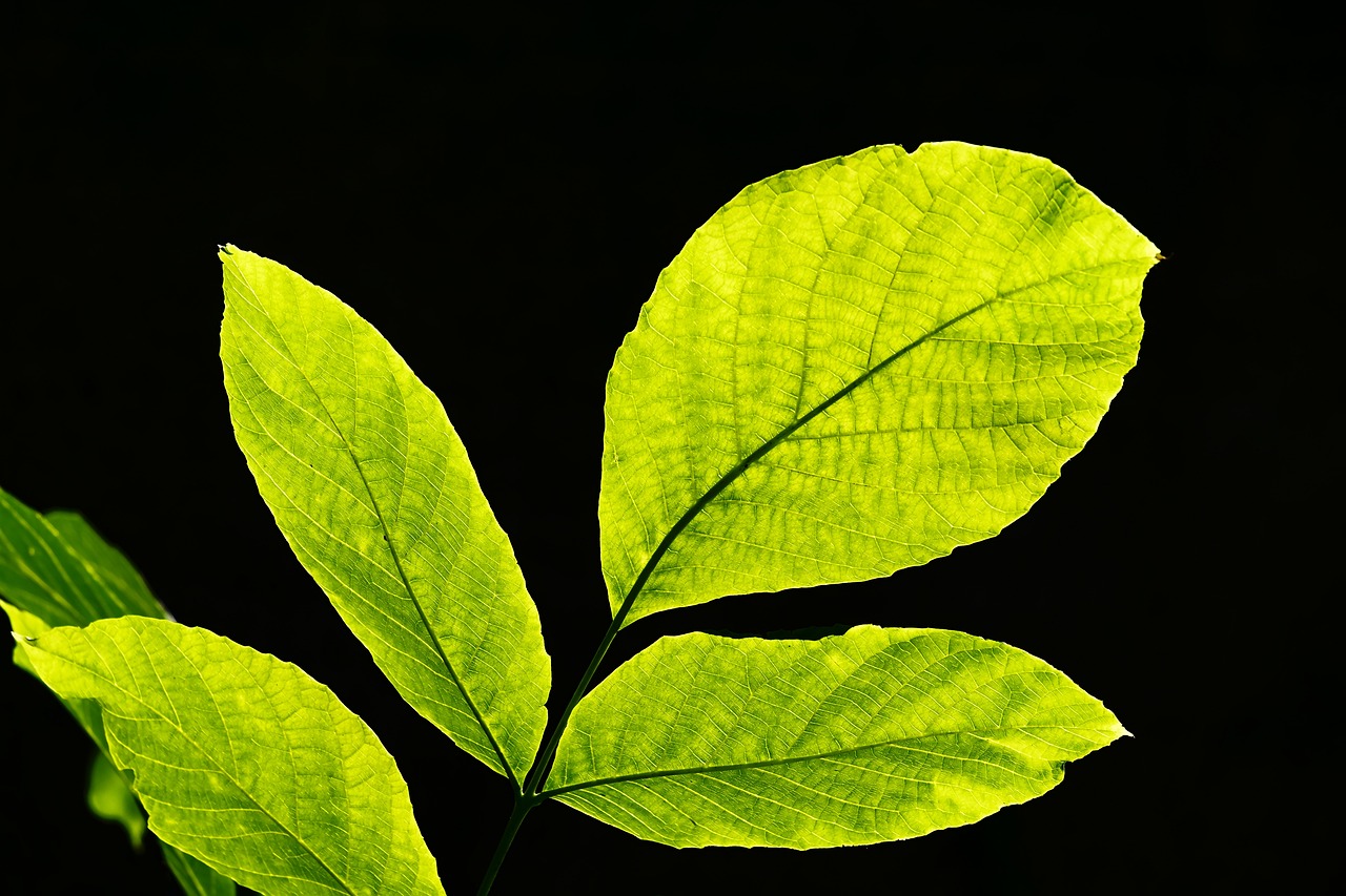 leaves, backlighting, nature-3487571.jpg